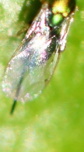 Toryminae